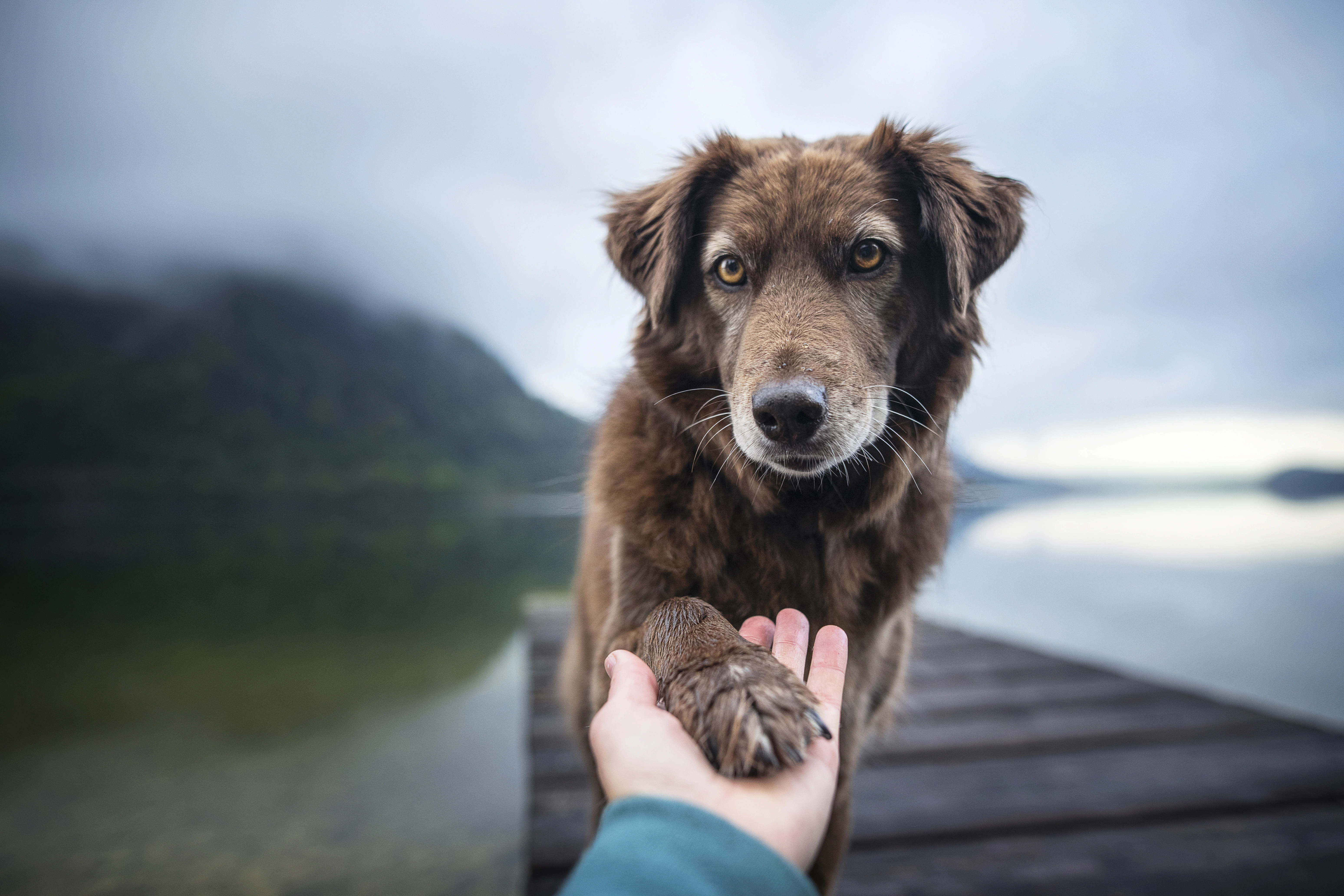 Dog on bridge